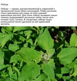 Лебеда польза