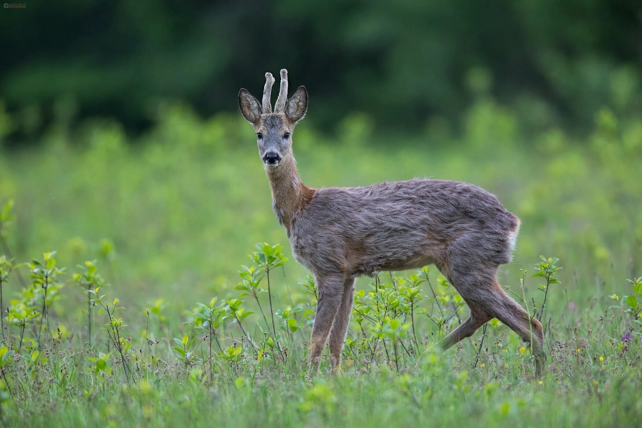 Европейская косуля. Косуля сибирская (capreolus pygargus pall. Косуля кавказская. Европейская косуля (capreolus capreolus). Живая косуля.