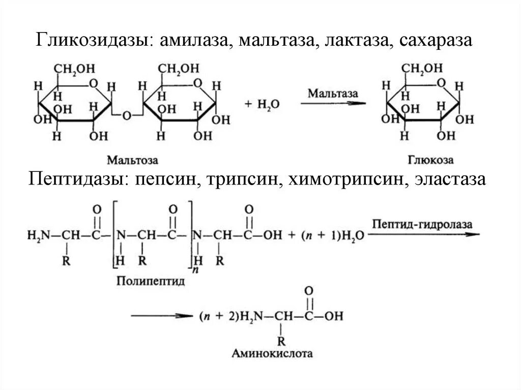 Мальтаза относится к классу катализирует реакцию. Трипсин фермент формула. Реакция катализируемая трипсином. Реакция катализируемая гликозидазами.