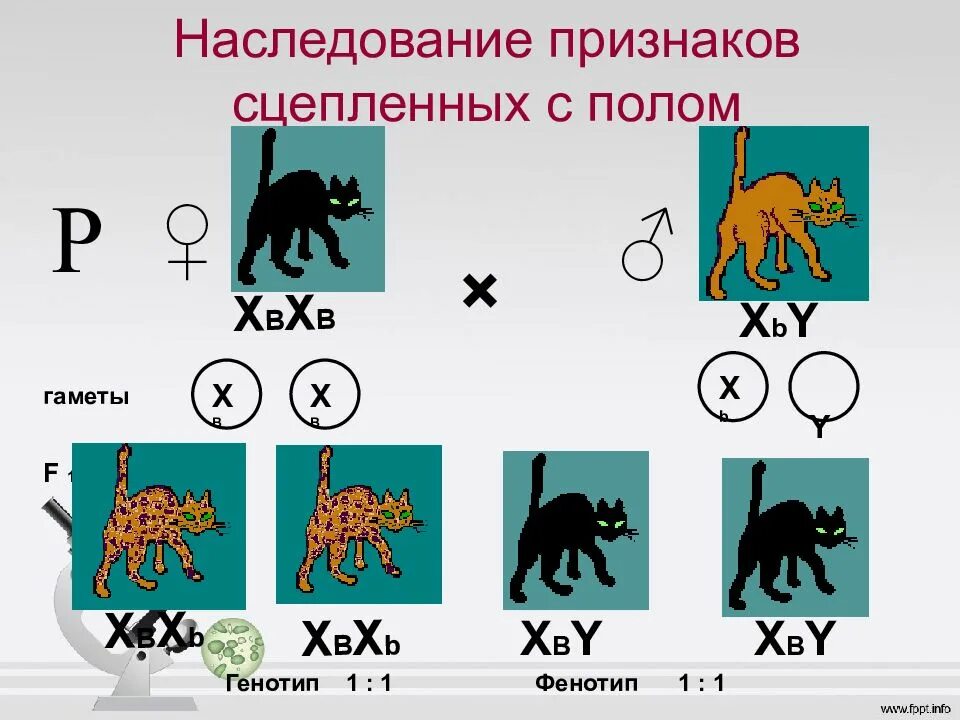 Генетика пола и наследование. Схема генетика пола. Наследование признаков. Наследование признаков сцепленных с пола. Сцепленное с полом наследование вид скрещивания. Наследование признаков сцепления с полом.