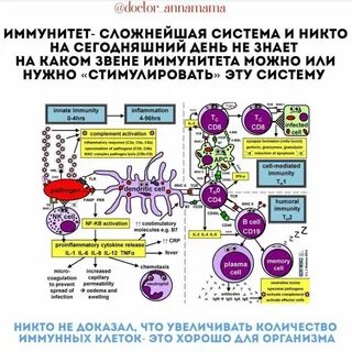 Стимулирует иммунный ответ