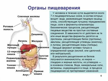 Процесс пищеварения кратко