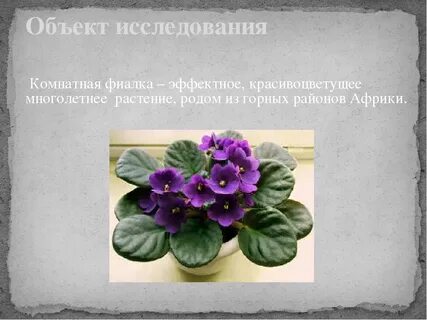 Фиалка кумертау баланс