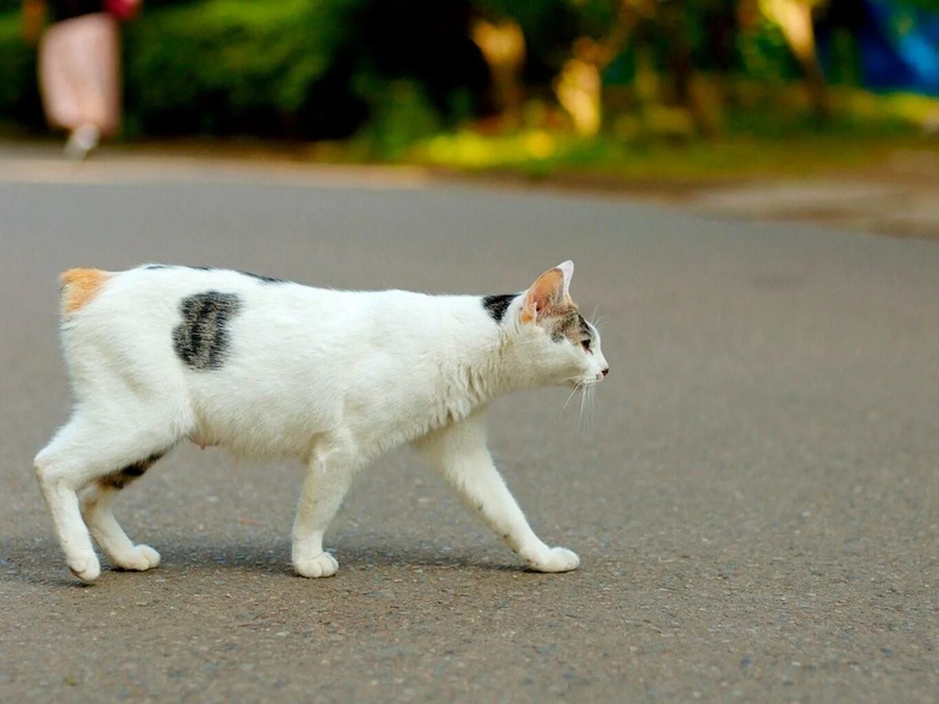 Кошка ездит. Кошка идет. Кошка ходит. Кот без хвоста белый. Белый кот идет.