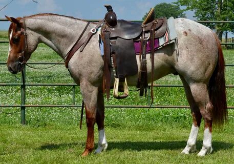 Horse sale