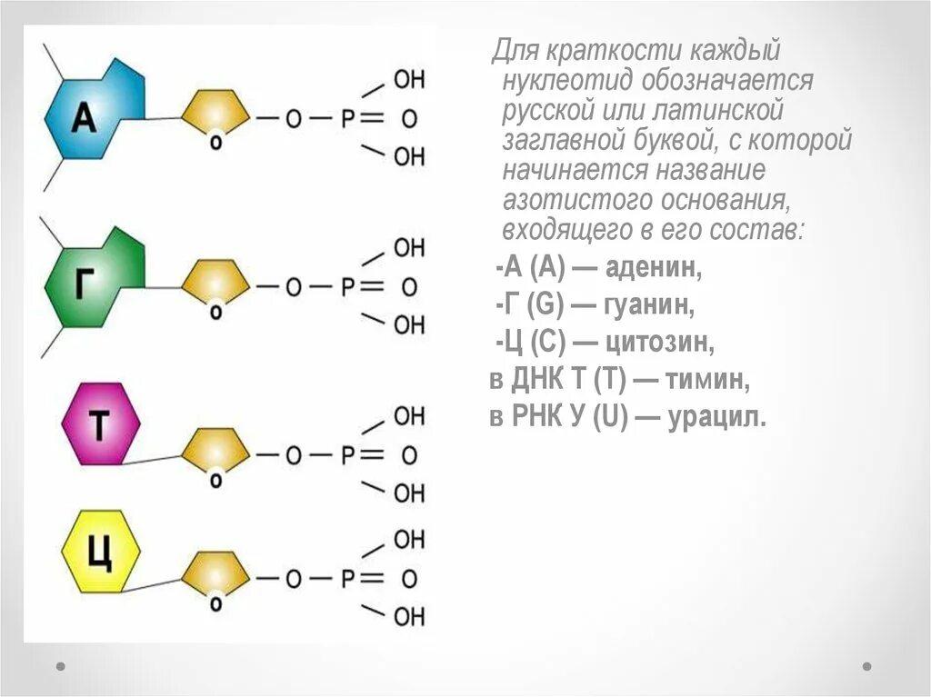 В состав нуклеотида входит азотистое основание. Гуанин систематическое название. Гуанин нуклеотид название. Букву, которой обозначается азотистое основание. Какие азотистые основания входят в состав нуклеотидов.