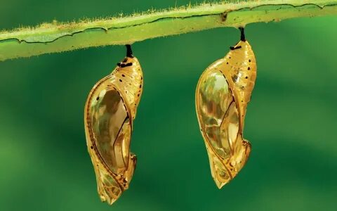 Cocoon