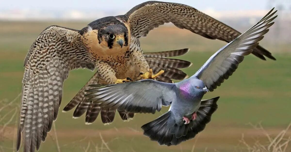 Как выглядит самая быстрая птица Peregrine Falcon Falco peregrinus Peregrine falcon, Raptors bird, Pet birds