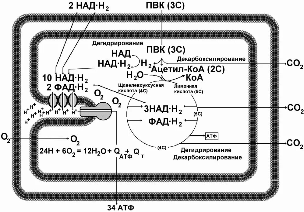 Кислородное окисление этап энергетического обмена. Энергетический обмен в митохондриях схема. Клеточное дыхание схема этапов. Кислородное окисление в митохондриях. Аэробное окисление веществ