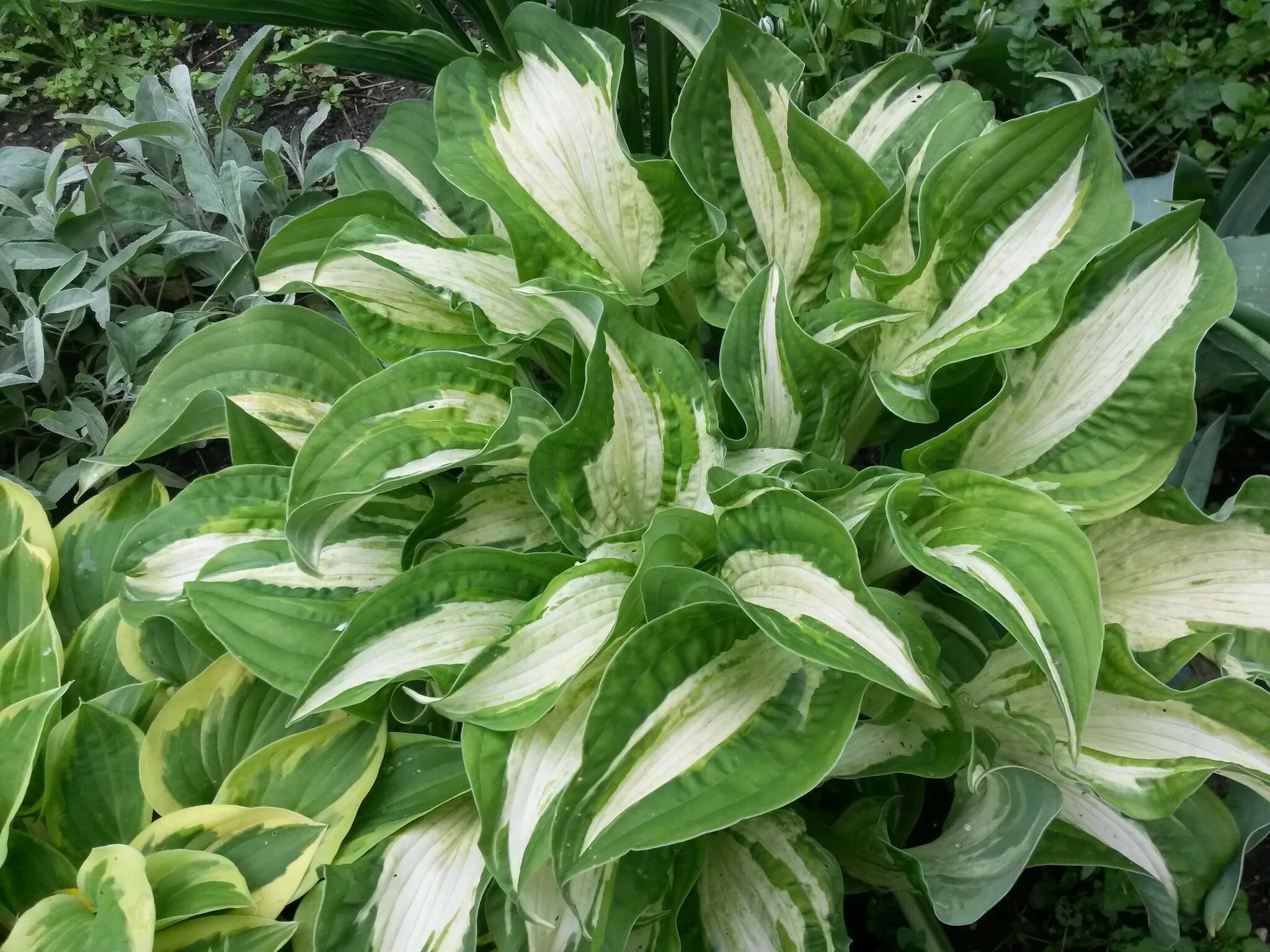хоста форчуна 'aureomarginata'. хоста броудбэнд. хоста спринг лав. хоста aureomarginata (hosta aureomarginata). хоста джун 'june'.