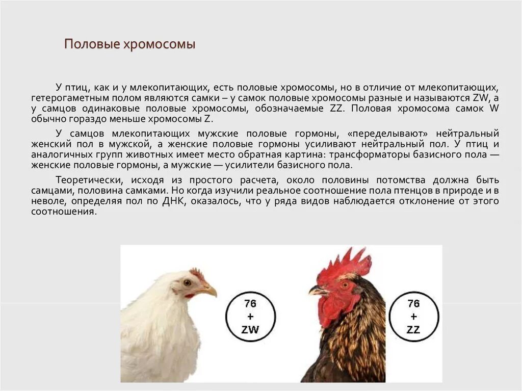 Сколько хромосом у курицы