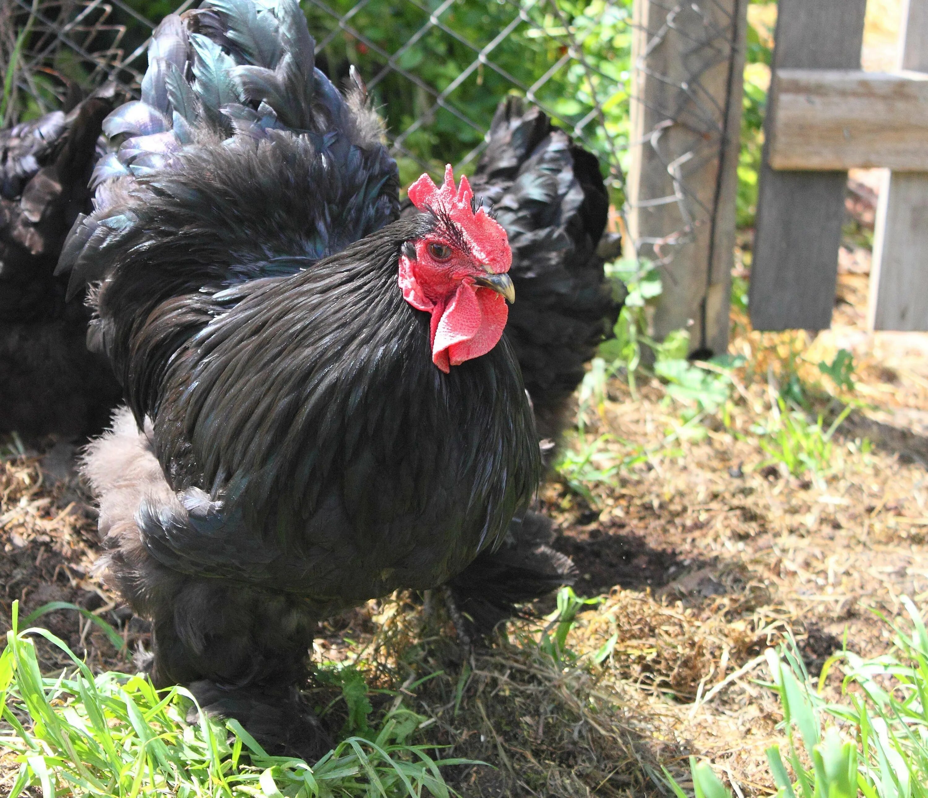 Куры породы кохинхин. Кохинхины куры. Карликовые кохинхины куры. Брама кохинхин. Куры породы кохинхин.