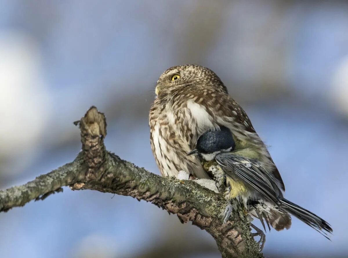 Рыжий воробьиный сыч. Воробьиные приморского края. Воробьиный сычик. Воробьиный корень. Хлебный воробей.