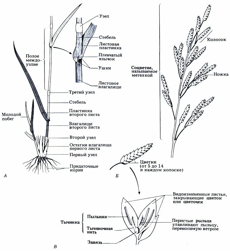 Название стебля злаков. Злаковые (злаки) строение. Стебель злаковых схема. Вегетативные органы злаковых растений. Строение стебля пшеницы.
