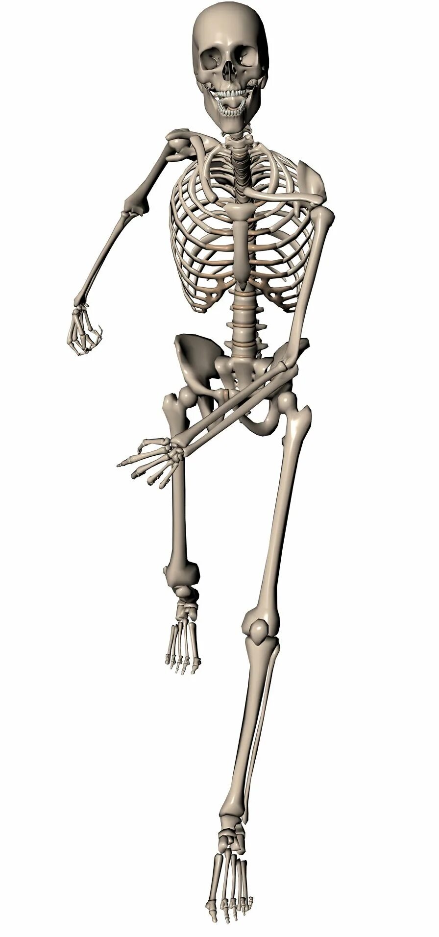 Скелет. Человеческий скелет. Скелеты разные. Наш скелет.