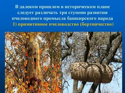 Бортничество в жизни средневековой руси
