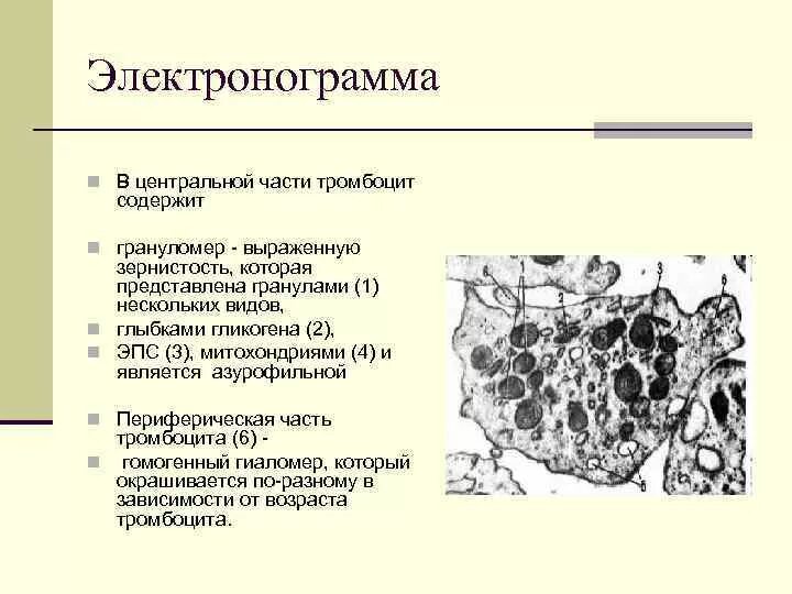 Гиаломер и грануломер тромбоцитов. Гиаломер тромбоцита. Грануломер тромбоцита. Грануломер тромбоцита содержит. Гранулы тромбоцитов содержат