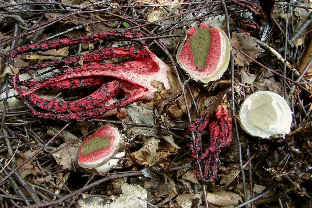 Плотоядные паразиты. Грибы хищники дактилярия. arthrobotrys anchonia. хищные грибы нематода. грибы паразиты хищный гриб.