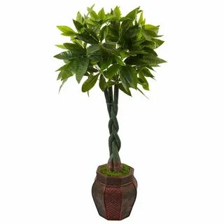 Money tree plant