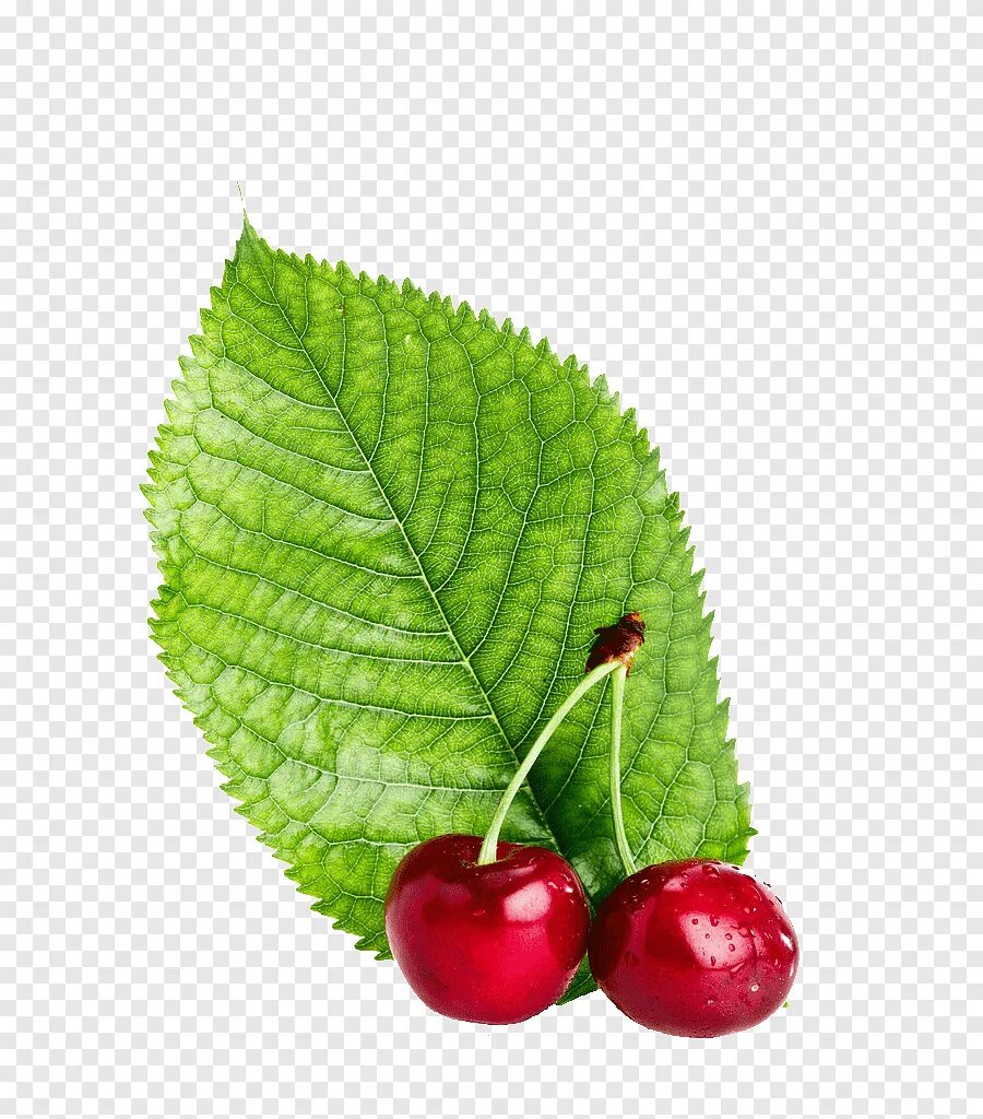 Prunus serotina растение. Вишня обыкновенная лист. Листья дикой вишни. Листья вишни. Листок черешни.