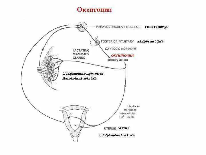 Окситоцин для матки после родов. Окситоцин механизм действия схема. Окситоцин физиология. Окситоцин механизм действия. Механизм действия окситоцина на матку.