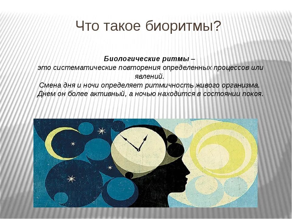 День и ночь в жизни человека. Биологические ритмы. биоритмы характеризуются. биологические ритмыэтт. буклет на тему биоритмы человека.