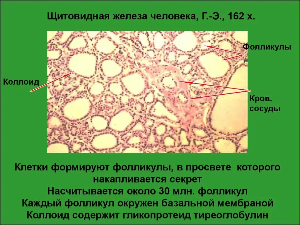 Фолликулярные и парафолликулярные клетки щитовидной железы. Голоядерные клетки щитовидной железы. Парафолликулярные клетки щитовидной железы вырабатывают. Клетки фолликула щитовидной железы.