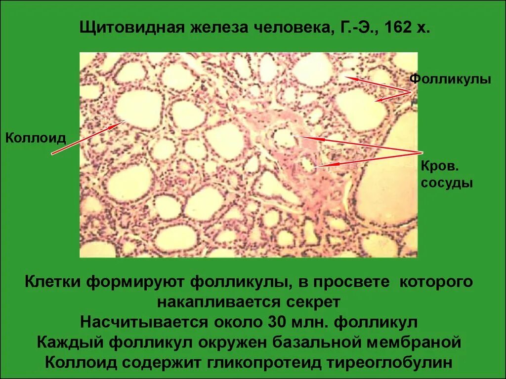 Фолликул щитовидной железы что это. Фолликулярные и парафолликулярные клетки щитовидной железы. Голоядерные клетки щитовидной железы. Парафолликулярные клетки щитовидной железы вырабатывают. Клетки фолликула щитовидной железы.