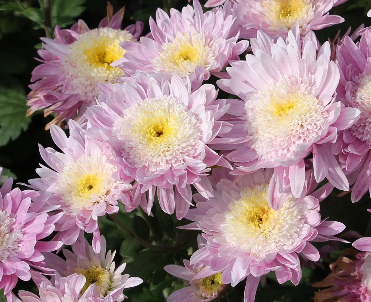 Хризантема migoli. Хризантема делистар. Хризантемы сорта. Хризантема алла пугачева. Хризантемы сорта.