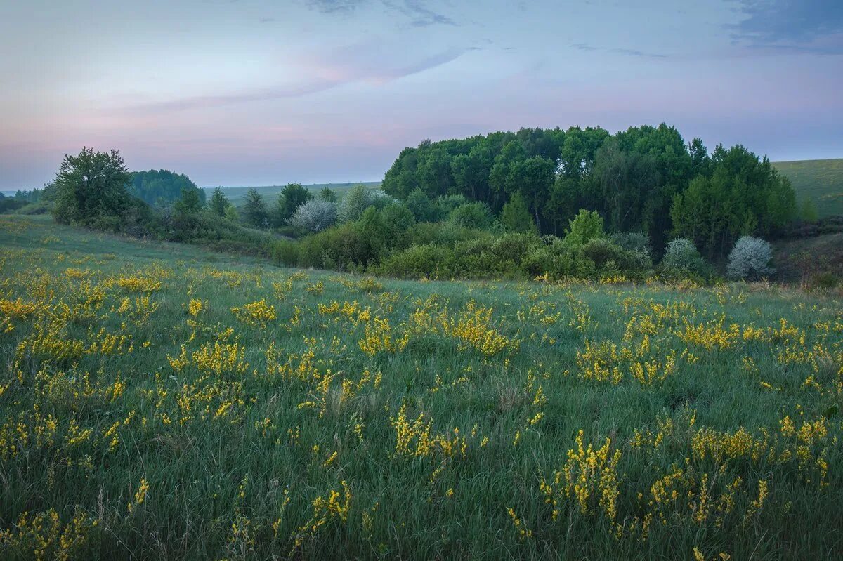 Лесостепь россии урок. Ландшафт Стрелецкая степь Курская область. Казацкая степь Курская область. Ачинско-Мариинская лесостепь. Казацкий участок Центрально-Черноземного заповедника.