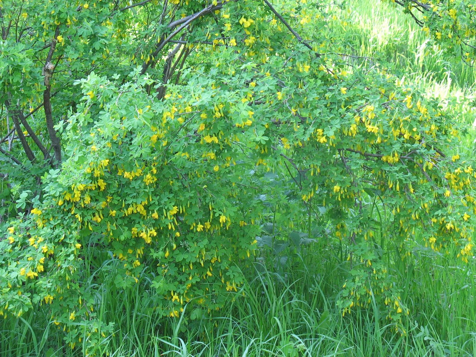 Карагана древовидная (caragana arborescens). Акация желтая карагана древовидная. Карагана чилига. Акация карагана. Карагана фото кустарник.