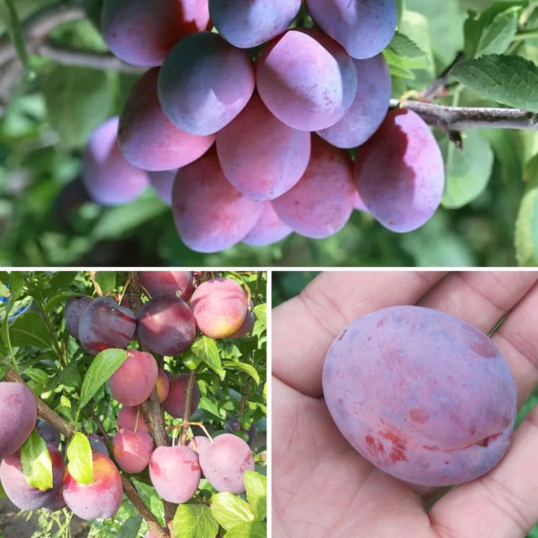 сорт качество. картошка сорт коломбо. слива сорт богатырь. яблоня сорт коваленковское. сорт качество.