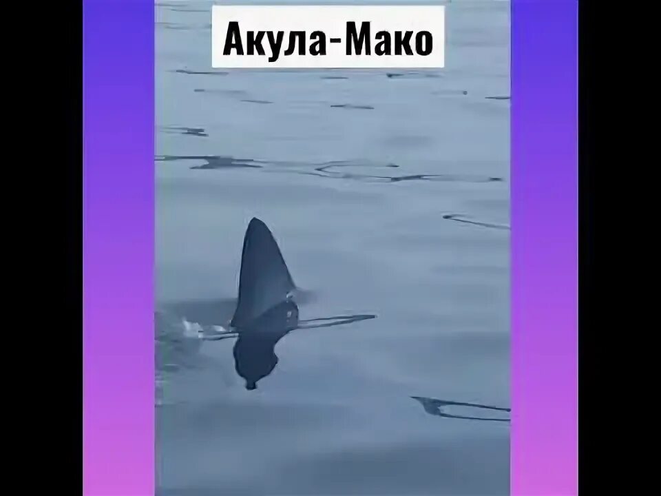 Акулы во владивостоке. Акула мако Владивосток. Самая добрая акула. Нападение акулы во Владивостоке.