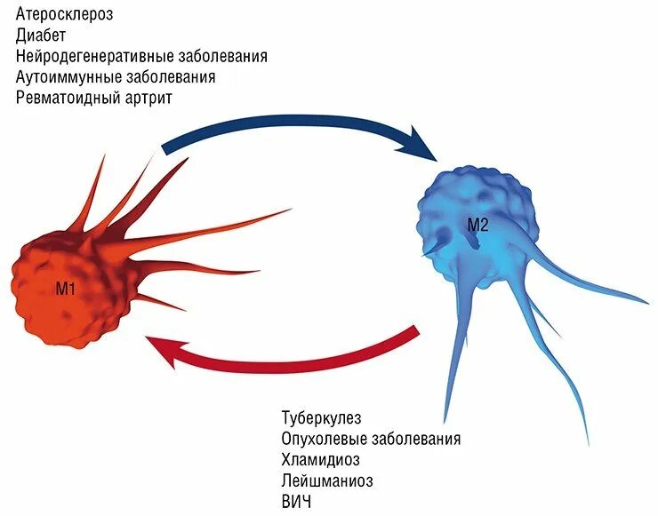 Макрофаги м1 и м2. Фенотипы макрофагов. Поляризация макрофагов. Микрофаги и макрофаги. Активация макрофагов