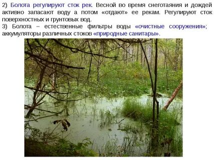 Болото это естественное искусственное или пресное
