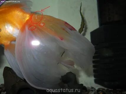 Отрастают ли плавники у рыб