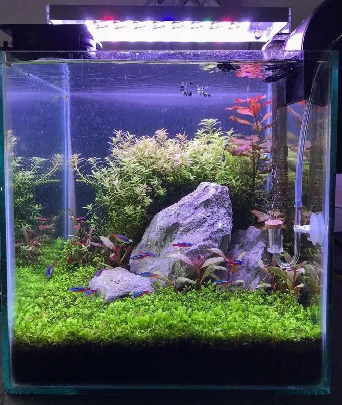 Подсветка фона аквариума. Рыба с освещением. Можно рыбкам свет на ночь выключать. У/ф лампа для красноухих черепах. Рыбкам нужен свет.