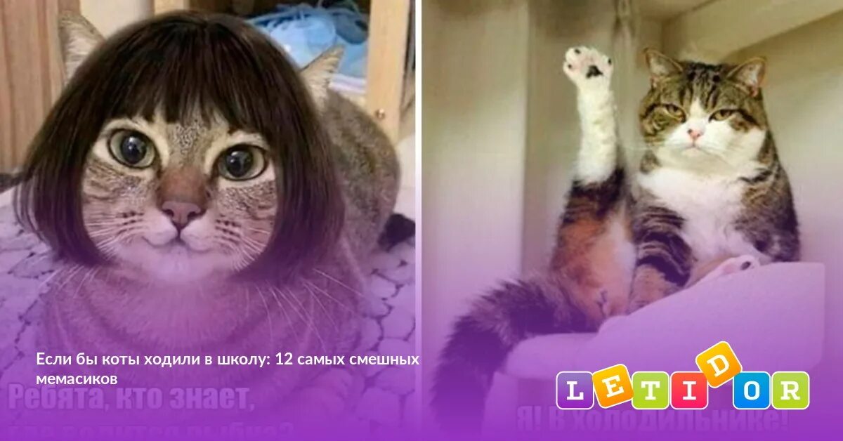 Если бы котики ходили в школу. Видео если бы котики ходили в школу. Если бы котики ходили в школу все серии. Если бы котики ходили в школу картинки