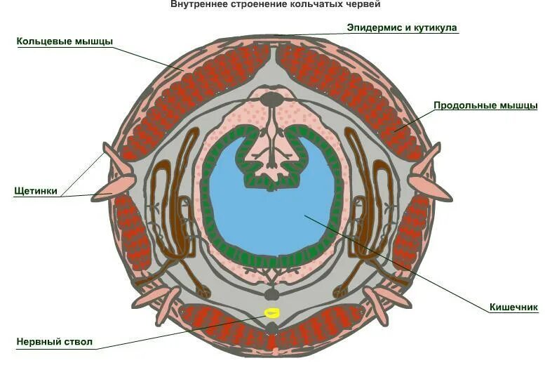 Полость тела не разделена перегородками. Поперечный срез полихеты. Поперечный разрез кольчатого червя. Строение дождевого червя поперечный разрез. Поперечный срез тела дождевого червя.