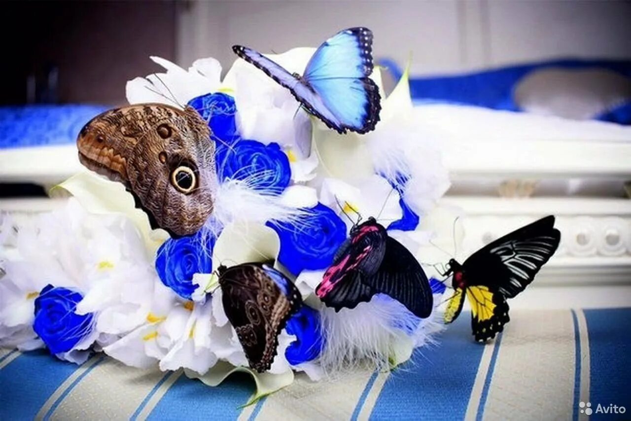 Букет из бабочек. Букет и бабочка. Букет с бабочками живыми. Салют из живых бабочек. Живые тропические бабочки.