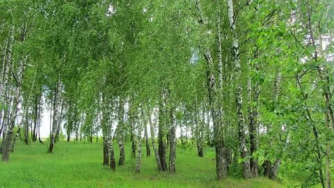 Вдали виднелась небольшая березовая роща