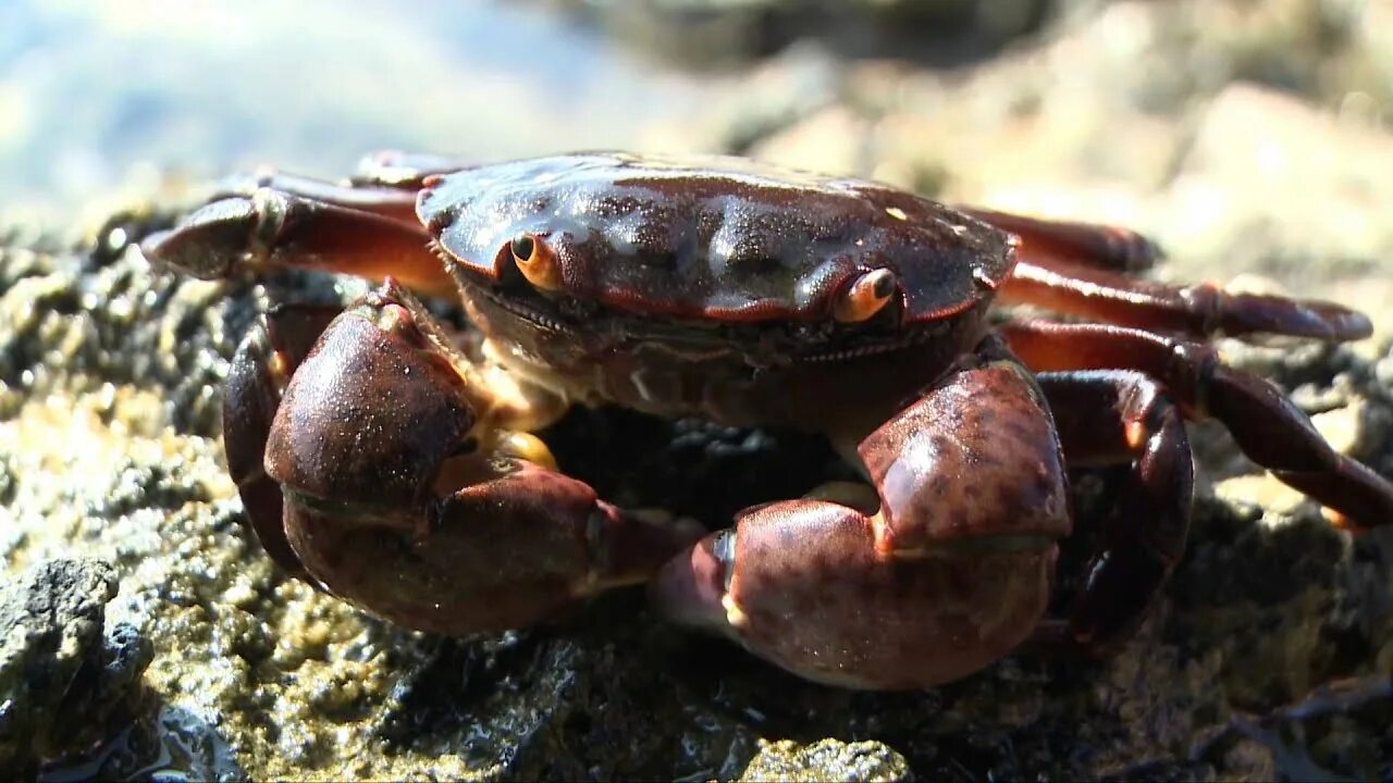 Краб морядка. Carcinus Maenas. Палаванский пурпурный краб. Болотный краб. Гигантский болотный краб.