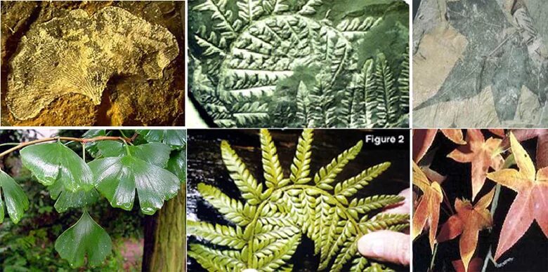 живые ископаемые растительного царства. живые ископаемые растения примеры. живые ископаемые растительного царства. движущий отбор примеры растений. папоротники живые ископаемые.