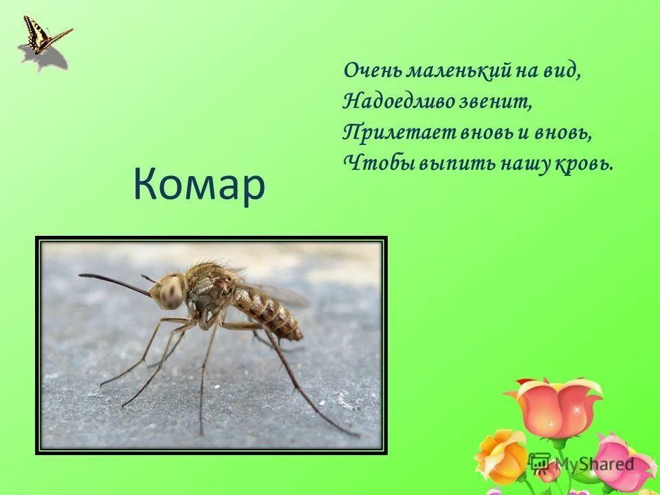 Комар пословица. Загадки про насекомых для детей. загадки про насекомых для дошкольников. стих про насекомых и загадки. загадка про комара для детей.