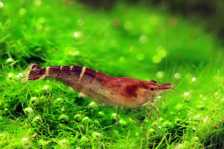 рыбы прячутся в водорослях. необычные аквариумные рыбки. морские обитатели водоросли. рыбки ламинарии аквариумные. рыбка пиранья.