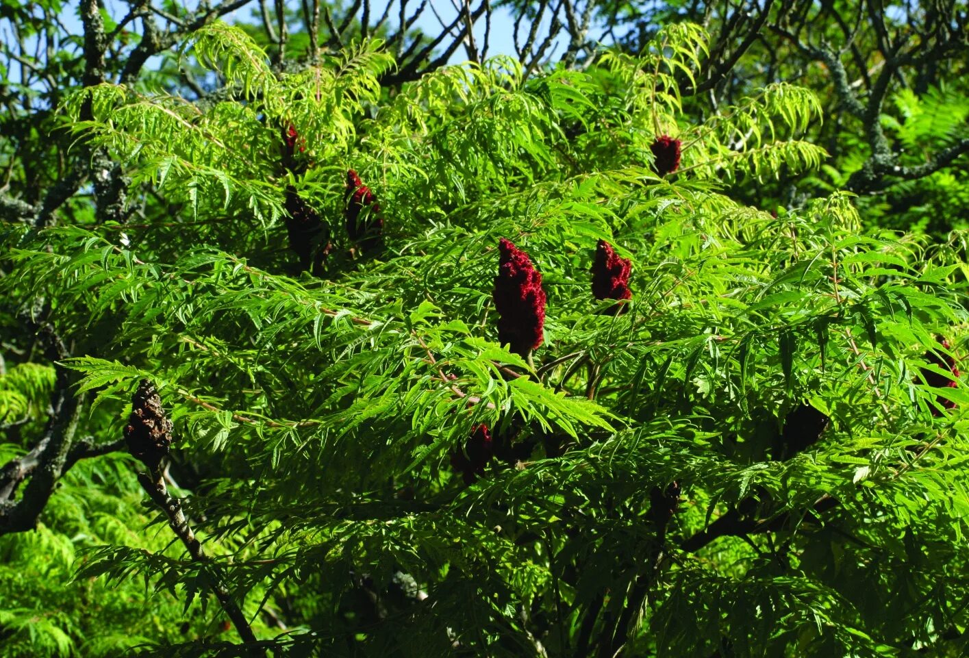 Сумах гладкий (Rhus glabra). Сумах гладкий Лациниата. Сумах Лациниата дерево. Сумах сорт dissecta.