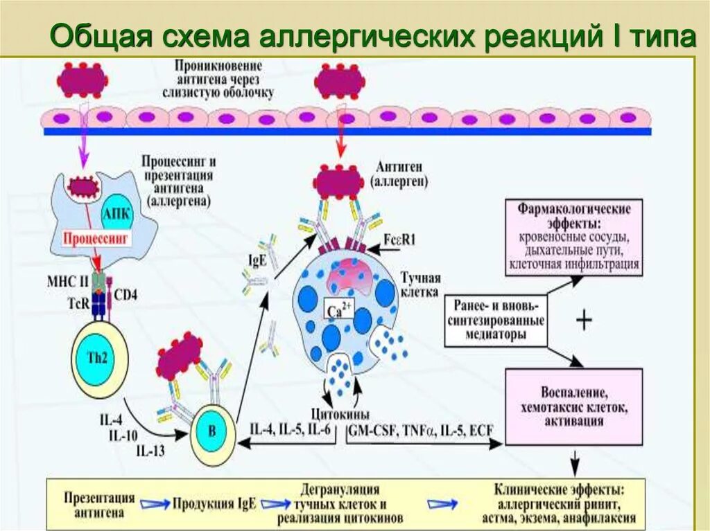 First reaction. Механизм развития аллергии 1 типа. Схема аллергической реакции первого типа. Схема аллергической реакции 1 типа. Стадии аллергической реакции 1 типа.