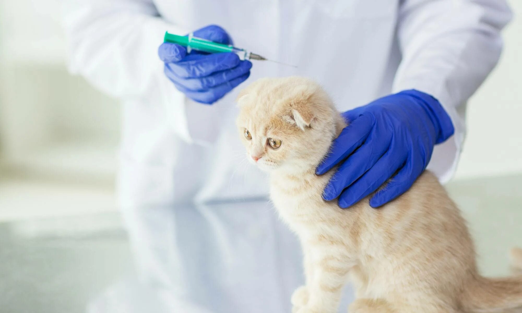Вакцинация кошек. Прививка котенку. Котята в ветеринарной клинике. Бесплатная вакцинация кошек в москве 2024