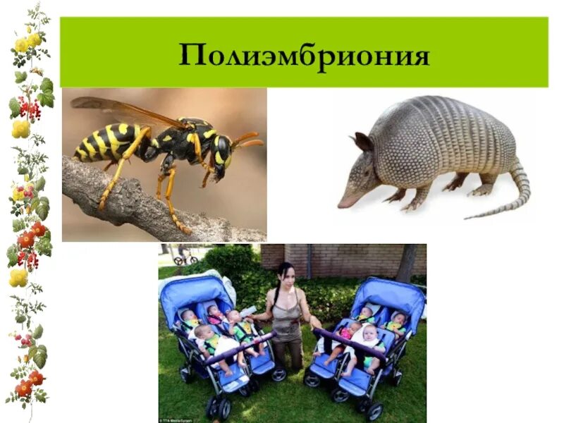 Полиэмбриония какое размножение. Полиэмбриония. Полиэмбриония организмы. Полиэмбриония у животных. Полиэмбриония у броненосцев.