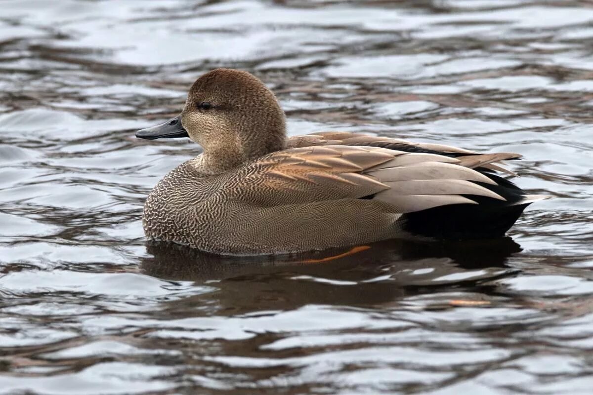 Утка северная кряква. Дикие утки селезень породы. Утка северная кряква. Северная кряква. Дикие утки северные.